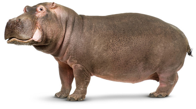 Hippopotamus