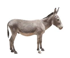 Donkey