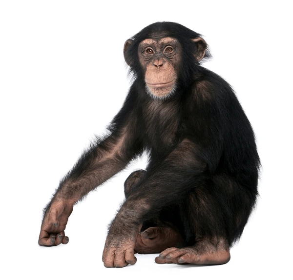Chimpanzee