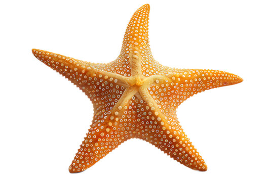Star Fish