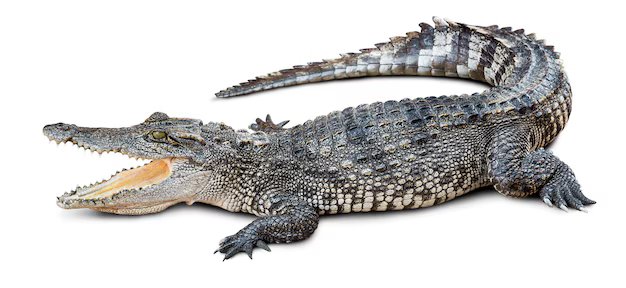 Crocodile / Alligator