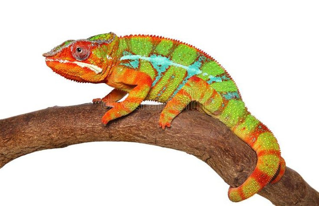 Chameleon