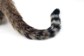 Tail