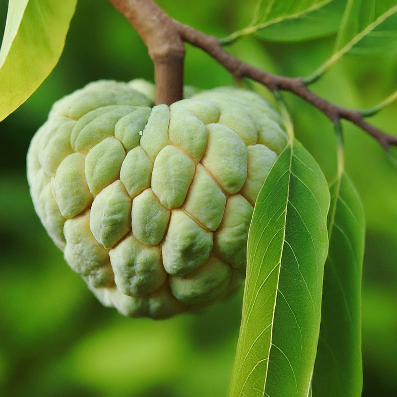 Custard Apple