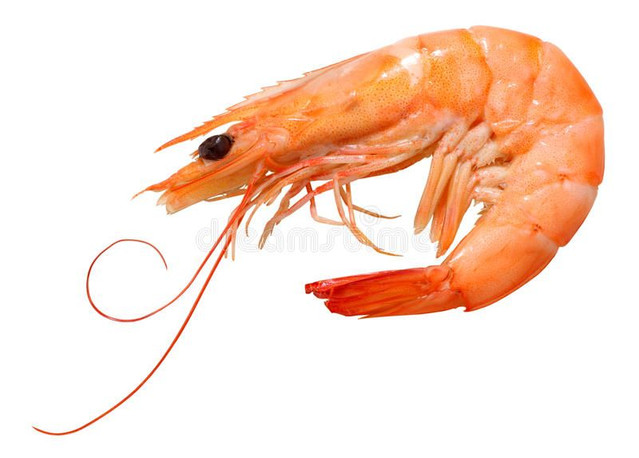 Prawn, Shrimp