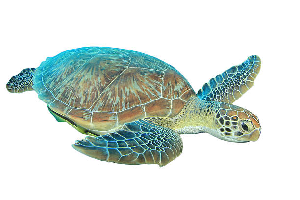 Sea Turtle
