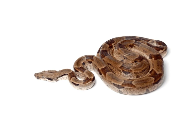 Large Serpent, Bor, Boa