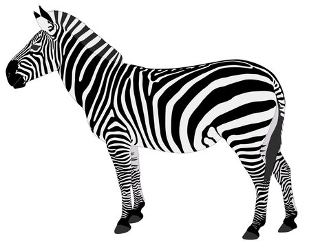 Zebra